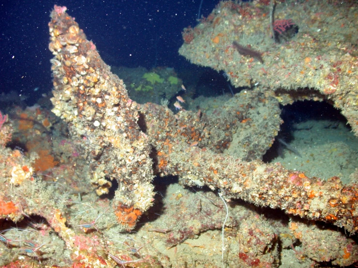 a group of sea slug crawling on the bottom of the reef