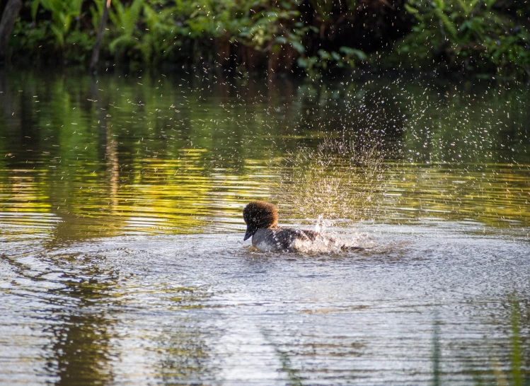 the water is very calm and a dog has caught some grass