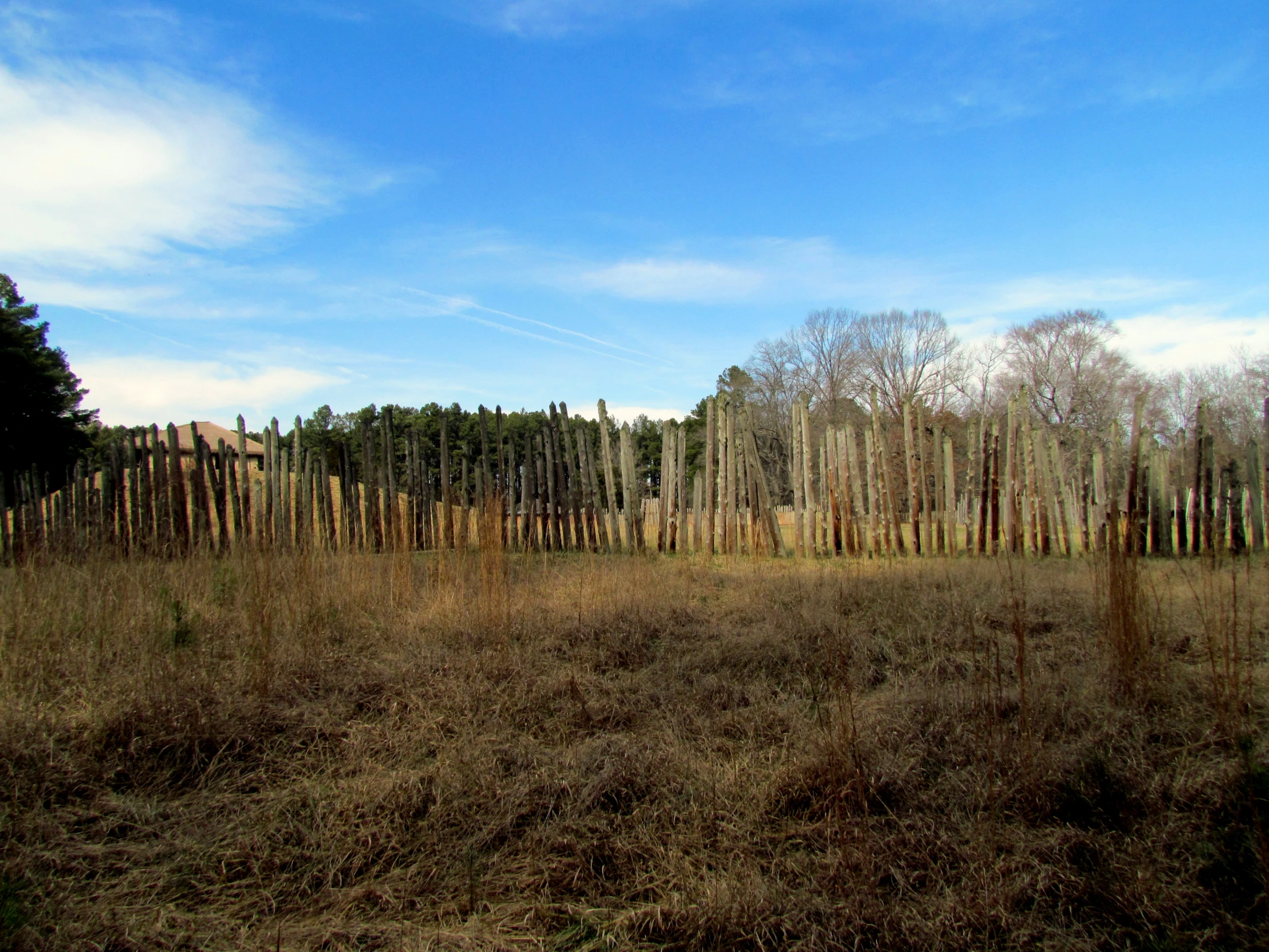 a wooded area with trees in the background