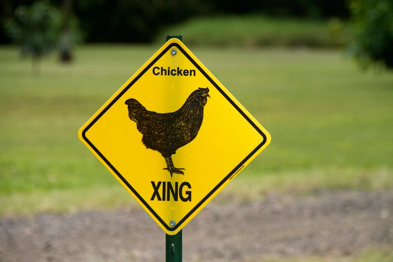 a yellow street sign that is warning of chickens