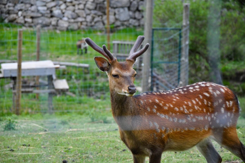 a brown and white deer standing in grass by some rocks