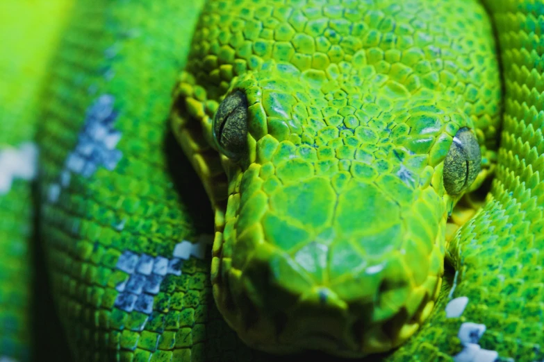 green snake curled up with eyes wide open