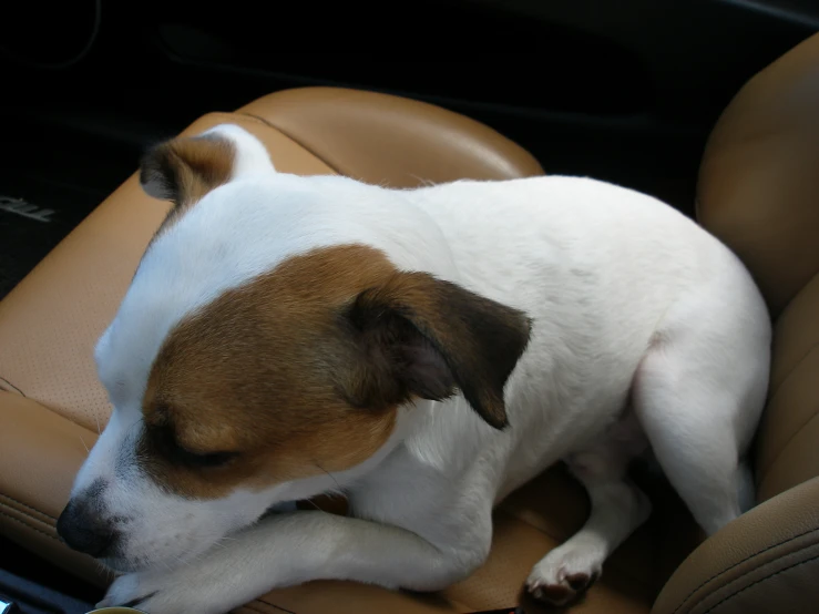 a dog is laying down on a car seat
