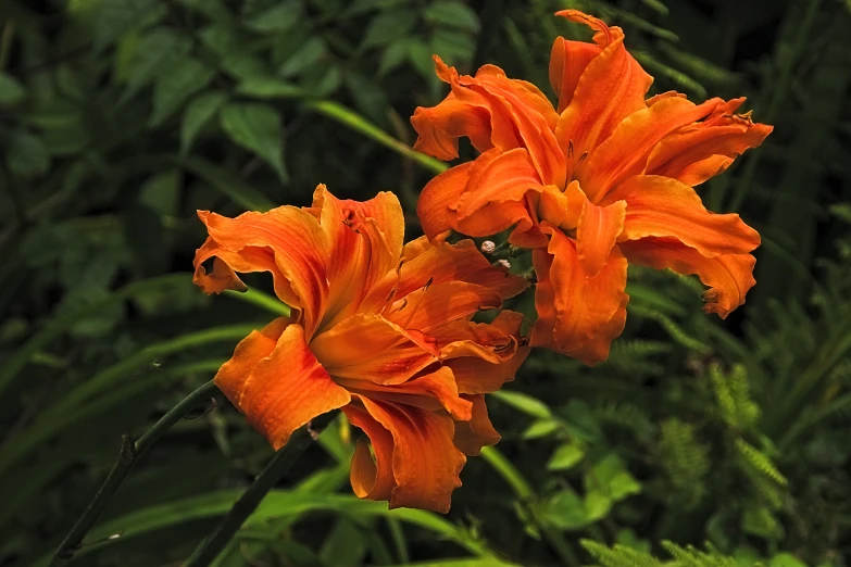 orange flowers with green leaves in the background