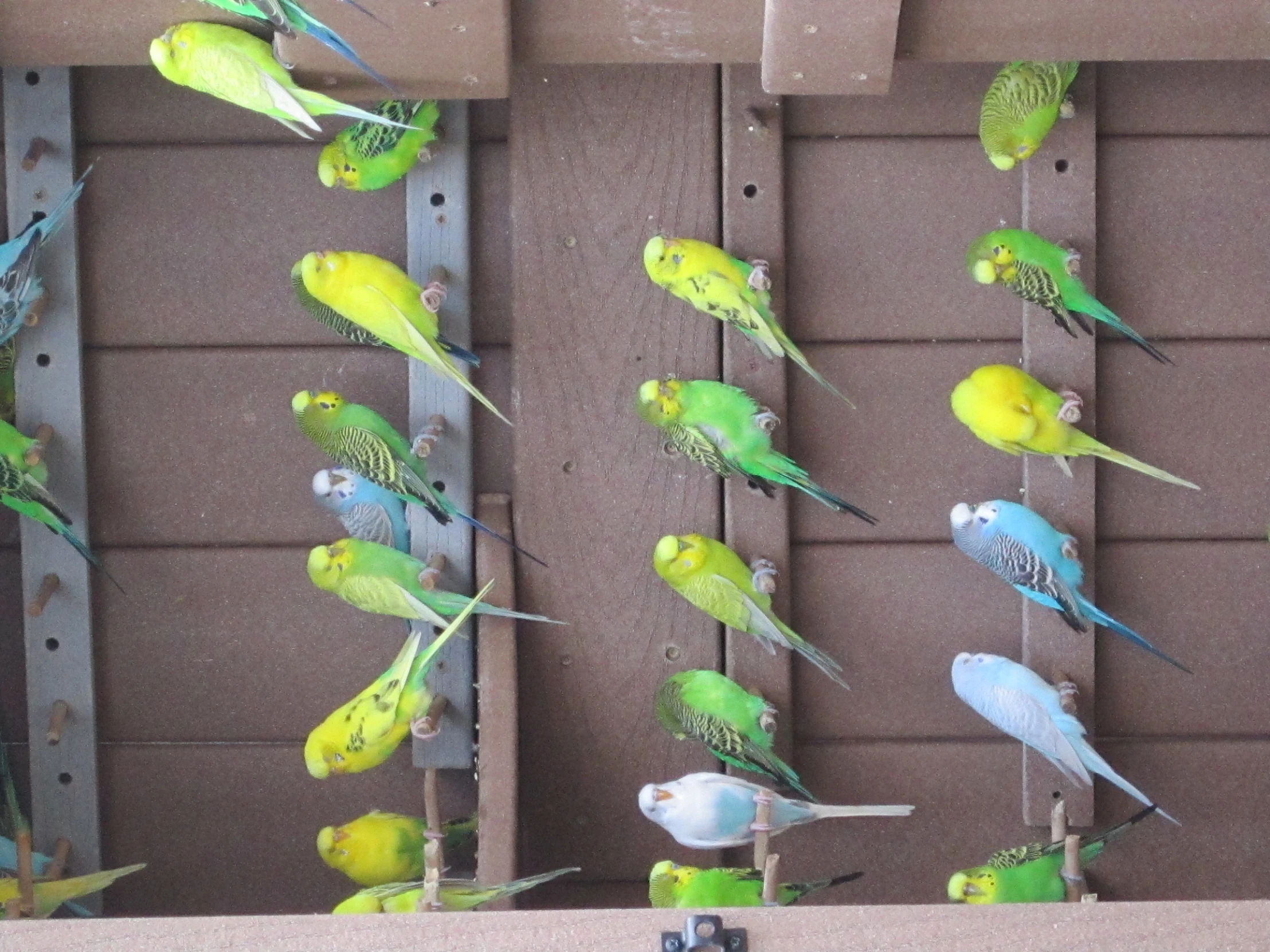 a lot of birds are perched on hooks