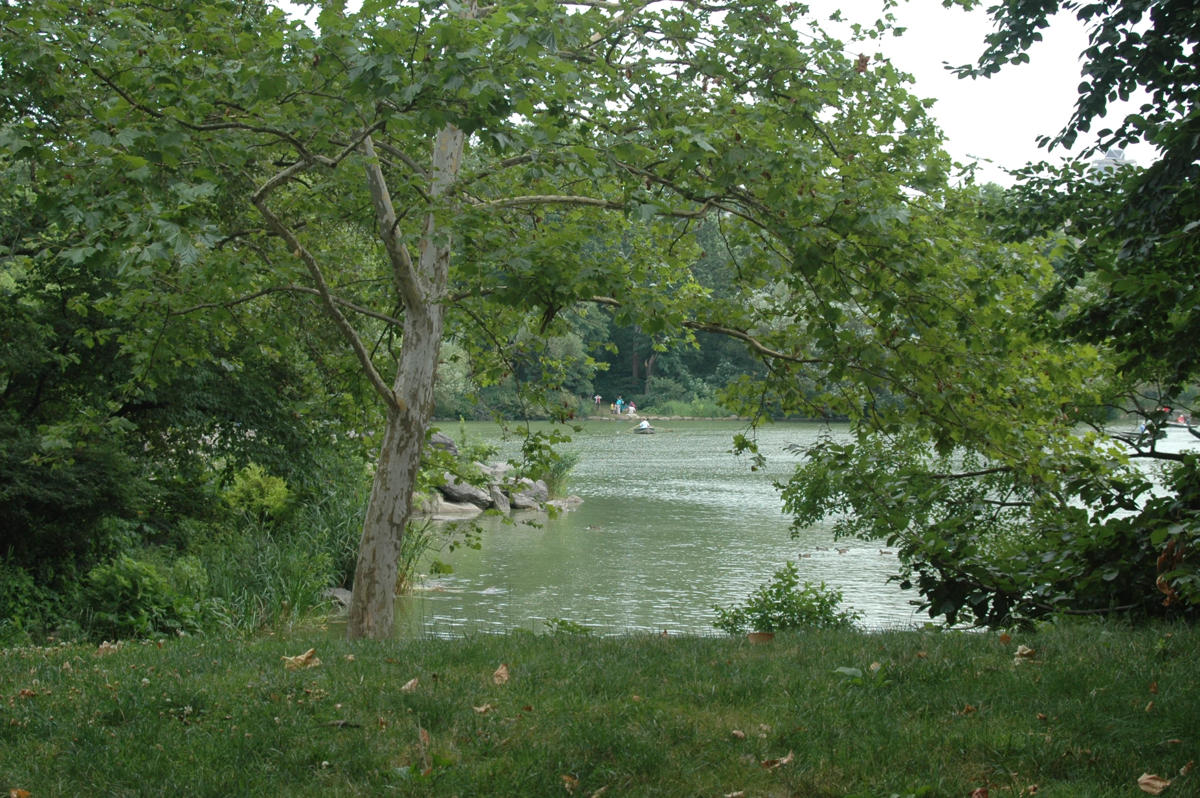 a lake surrounded by trees in a lush green park