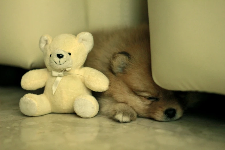 there is a little dog that is next to a stuffed animal