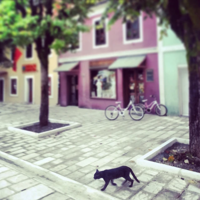 a black cat walking on the ground in front of buildings