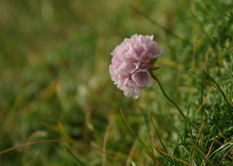 a pink flower sitting on top of grass