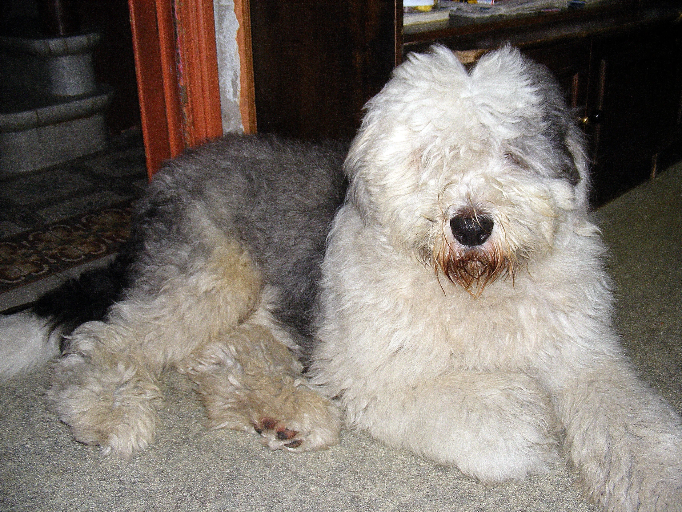 an older dog lying next to the younger dog