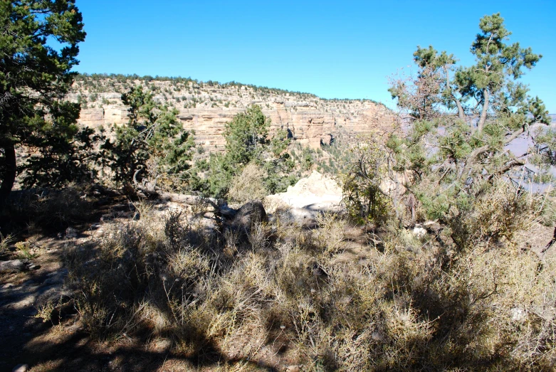 some brown grass rocks plants and trees on a hill