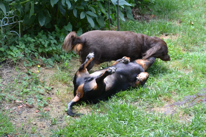 two dogs playing with each other on the grass