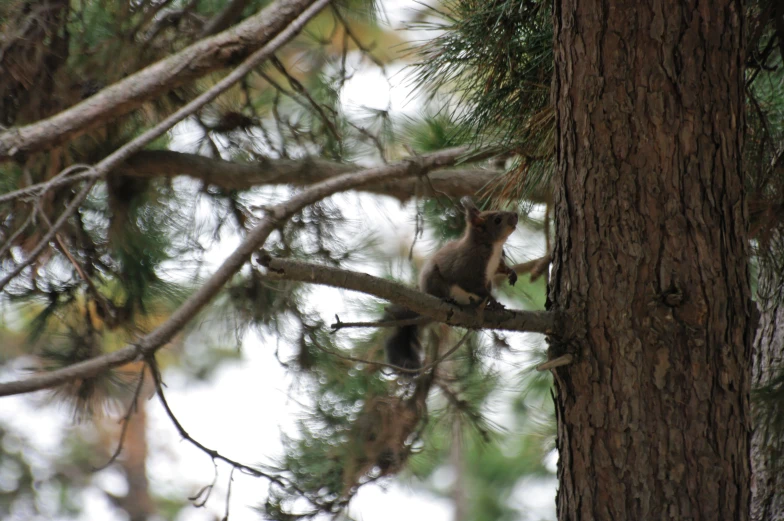 a squirrel hanging on the side of a tree nch