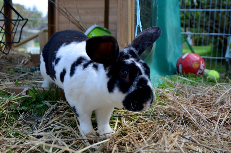 a small bunny rabbit in its pen at a petting zoo