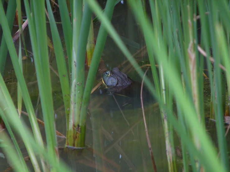 a frog that is sitting in the water