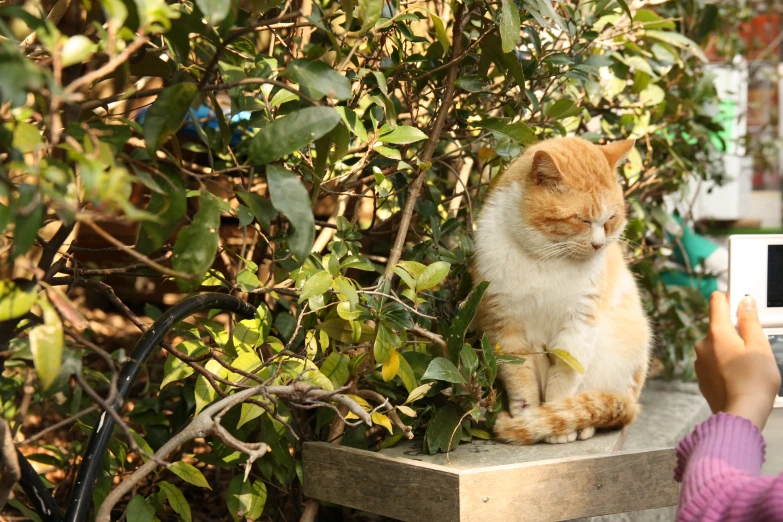 an orange cat sitting on top of a wooden table