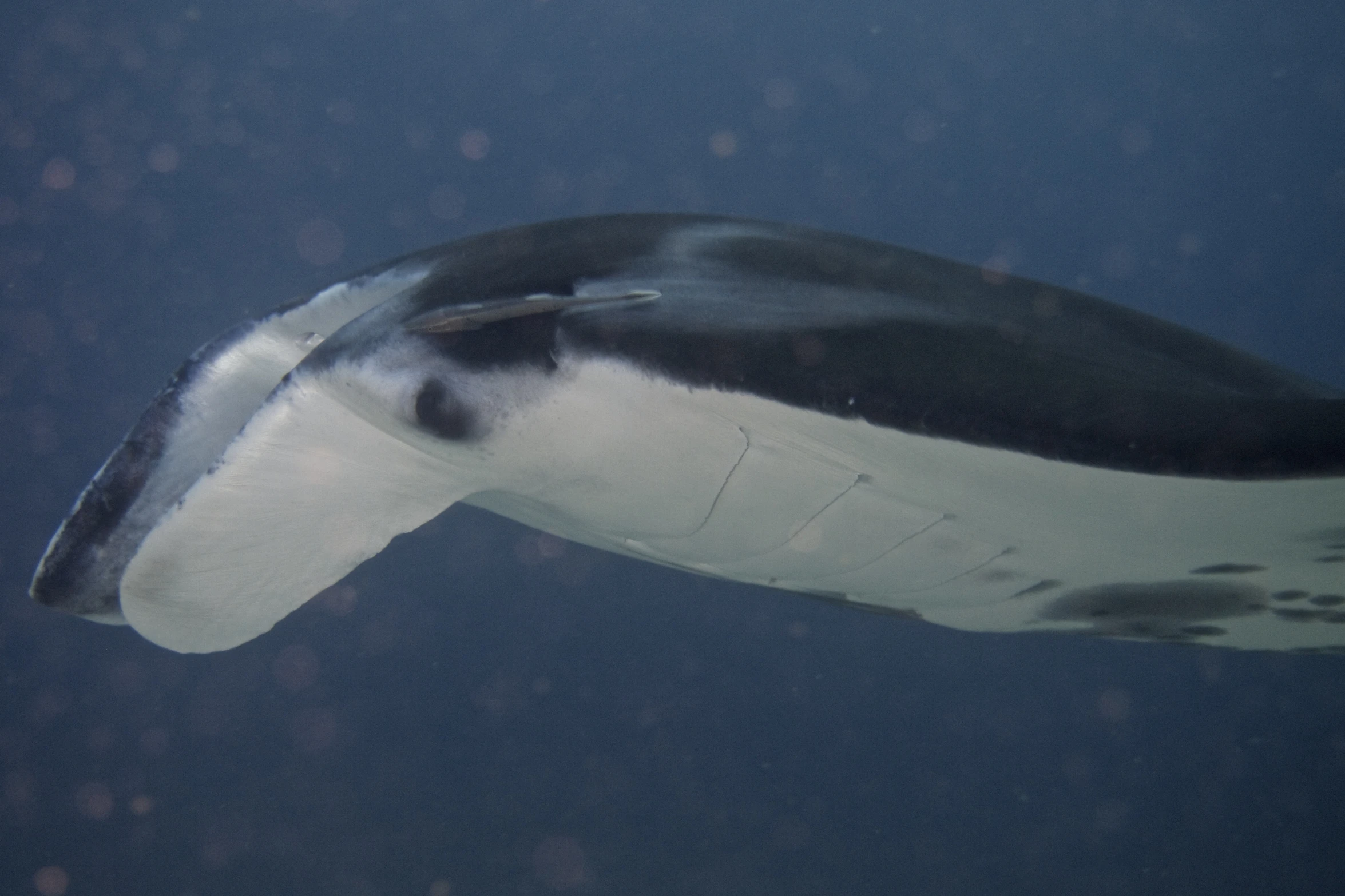 a po of a sea whale with its head underwater