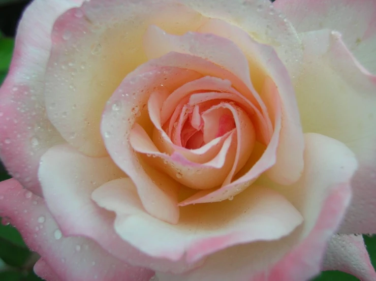 a single pink rose with drops of water