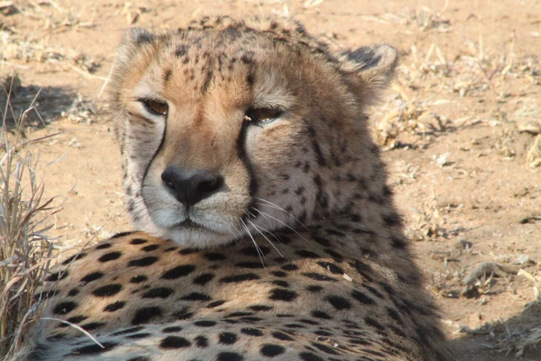 a close up of a cheetah laying in the dirt