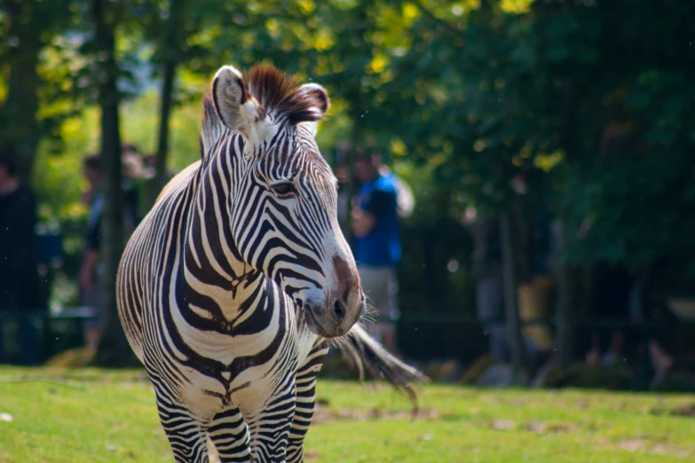 a ze in an enclosure with people watching