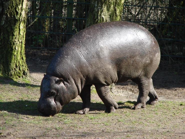 a hippo stands alone in a enclosed area with grass