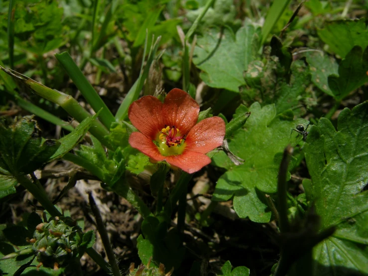 an orange flower with a red center in the grass