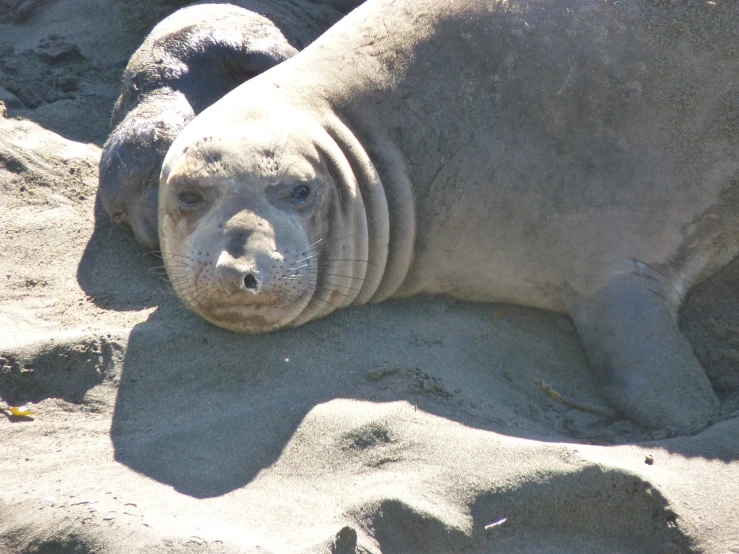 a walachim laying down on sand with its eyes wide open
