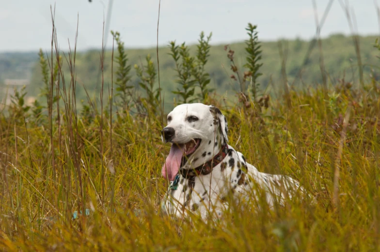 a dalmatian in a field with tall grass
