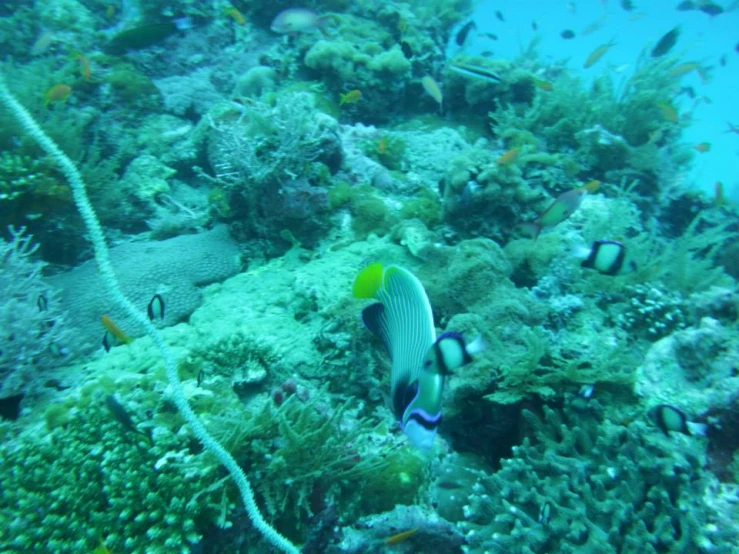 a colorful fish on the bottom of a coral reef