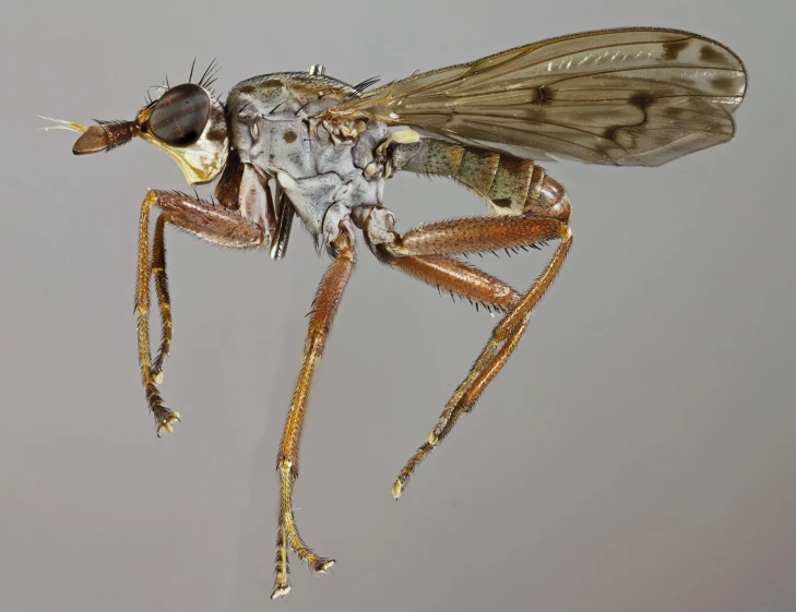 a insect sitting on the ground in front of a wall