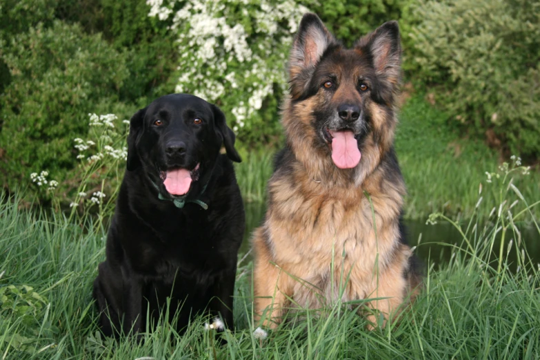 two dogs sitting next to each other on a grass field