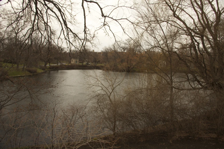 a small pond next to the woods covered in trees