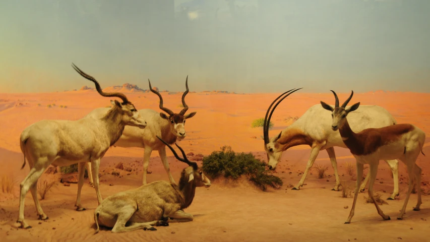 taxidermy in desert scene displaying various species and colors