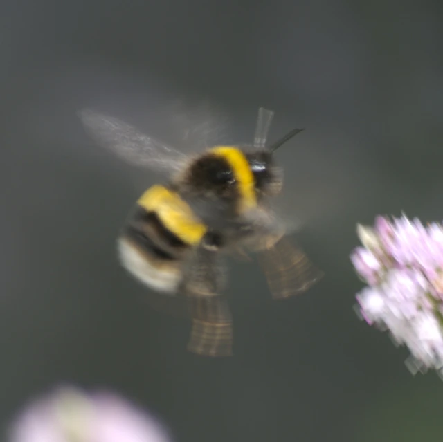 a honey bee flying towards a purple flower