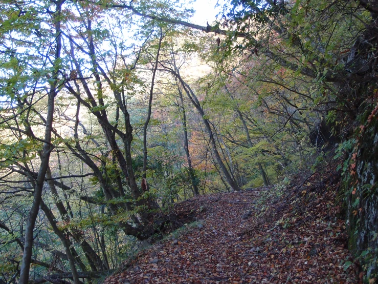 there is a path going through a forest