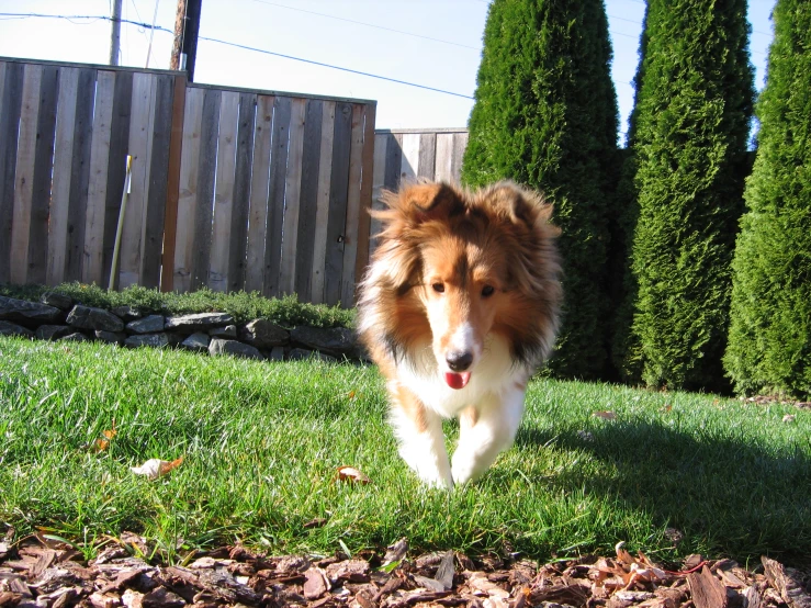 a dog running through a yard on a sunny day