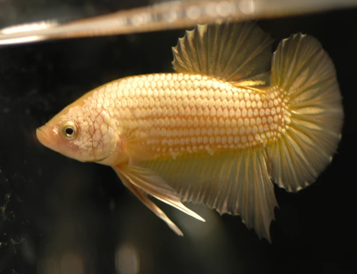 a closeup image of a gold colored fish with very long fins