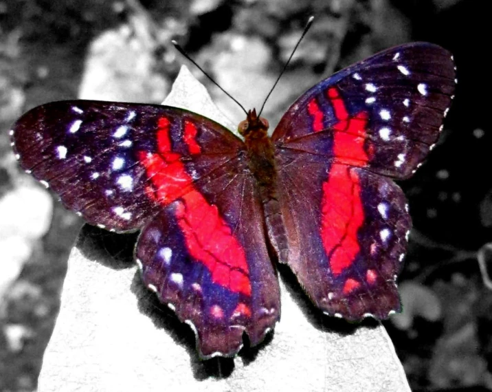 a colorful erfly perched on top of a rock