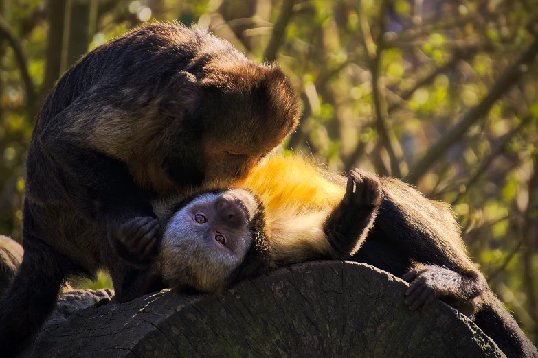 a mother monkey nursing her baby in the wild