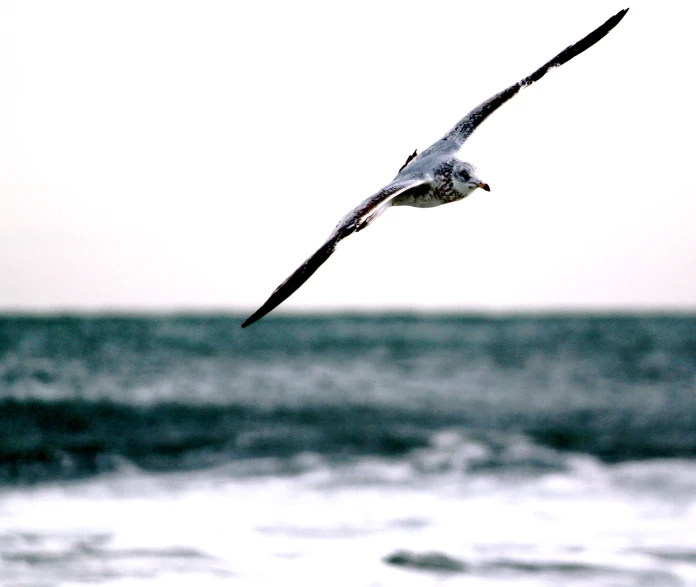 a seagull soaring above the ocean with waves