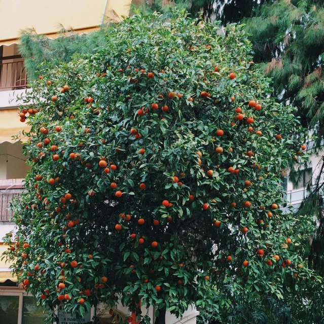 a red bush with lots of oranges growing on it