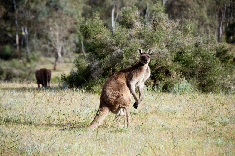 a brown kangaroo standing on top of a lush green field