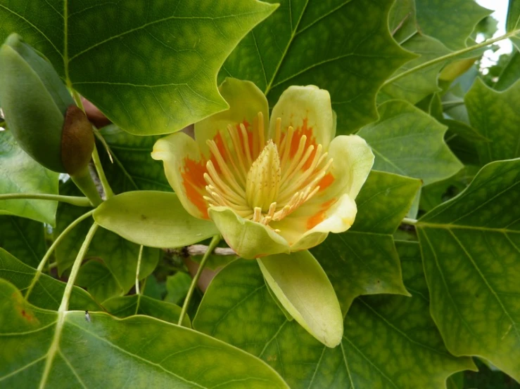 the large, green leaves surround the yellow flower