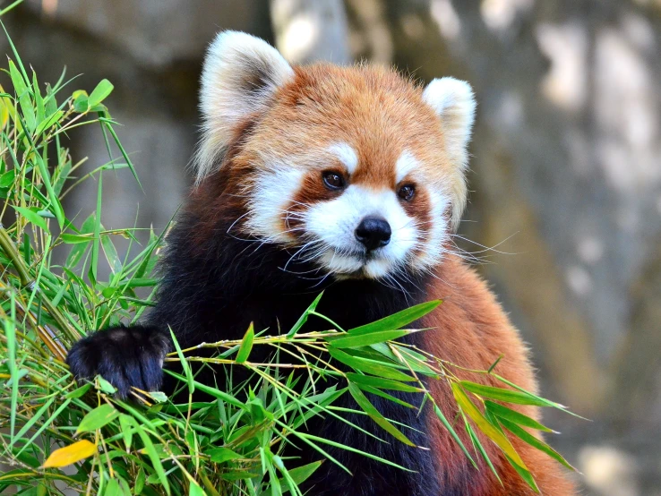 the red panda is eating some bamboo leaves
