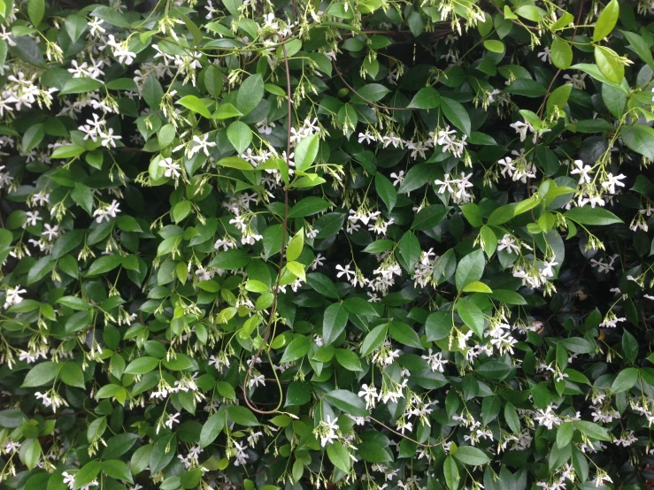 some white flowers in the middle of a green wall