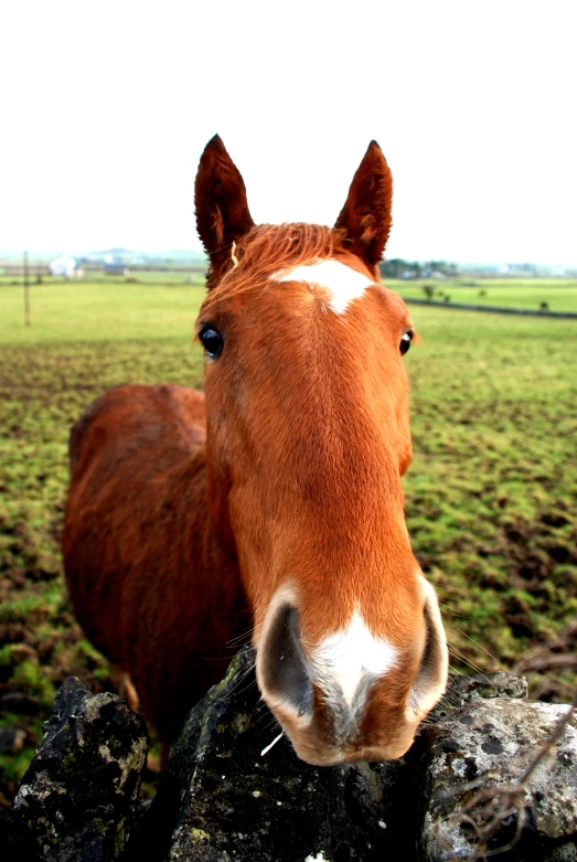 the horse is looking over the stone wall