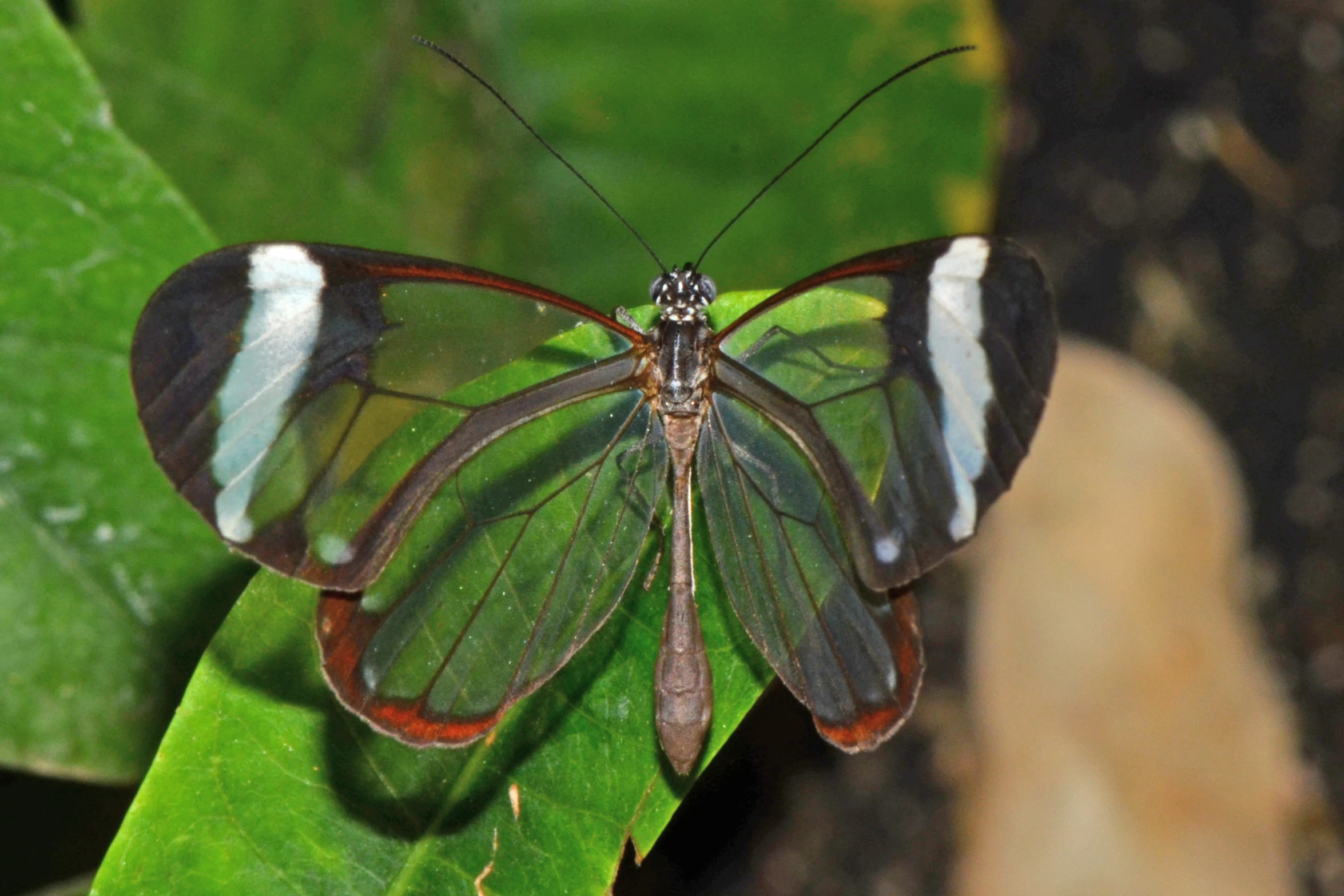 a erfly sitting on a green leaf in the forest