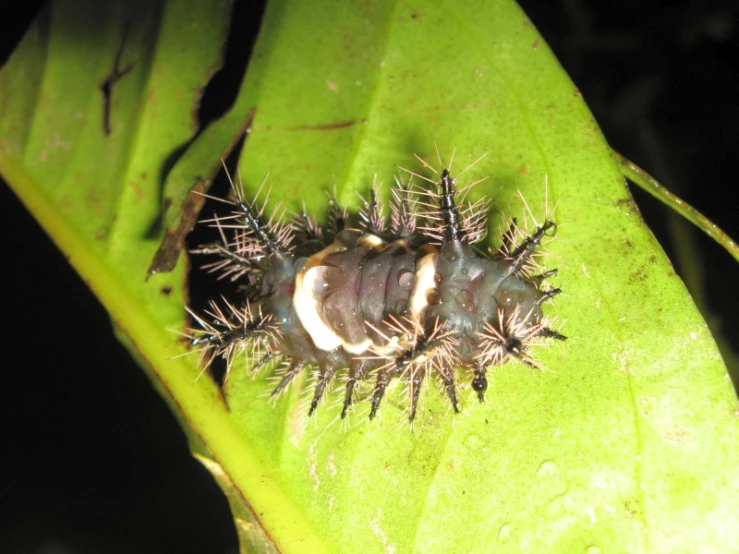 a caterpillar crawling along a leaf on the ground