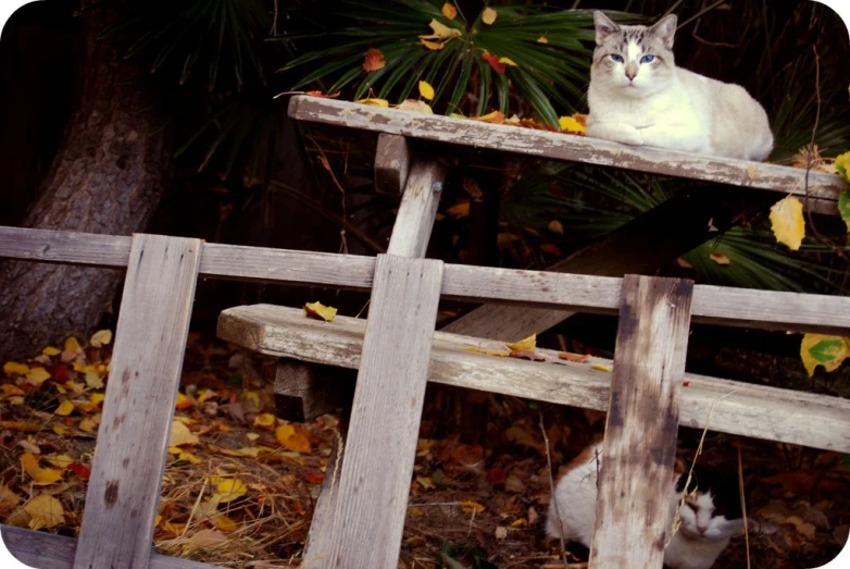 cat sitting on a wooden bench in a wooded area