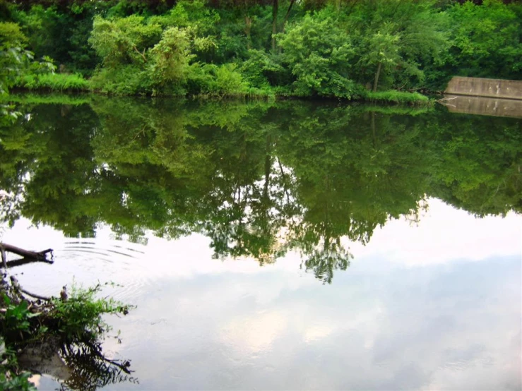 there is a pond in a park with lots of green trees